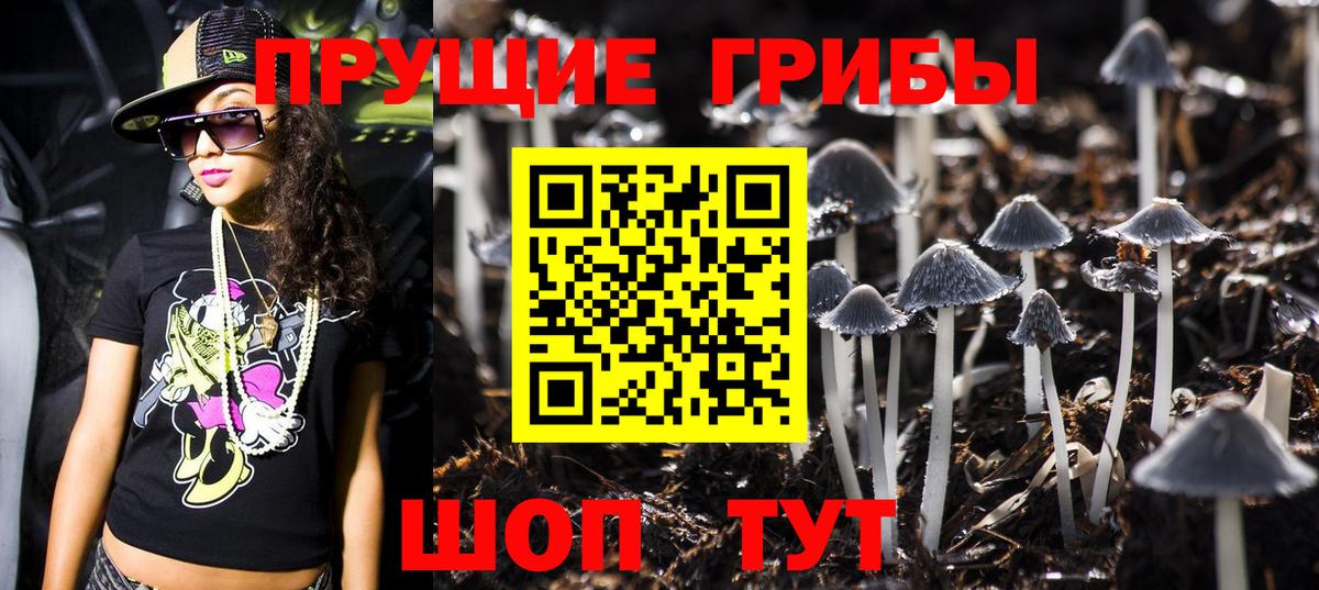 Псилоцибиновые грибы Psilocybe Торжок
